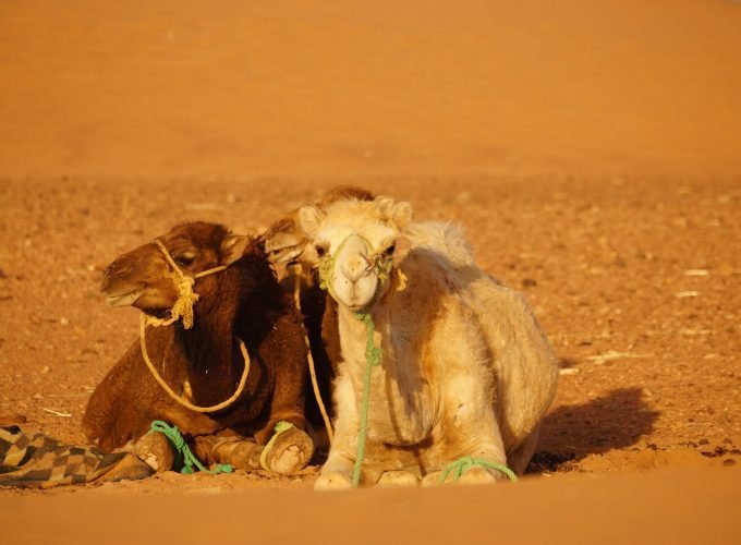 Best Private & Group Tours 